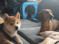 Hot Dog Dogs GIF