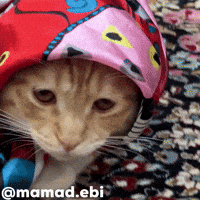 Cat Kitty GIF