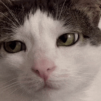 monkeycatluna crunchycat crunchycatluna luna judgy cat GIF