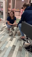 Soggy Dog Gets Salon Pampering Amid Townsville Floods
