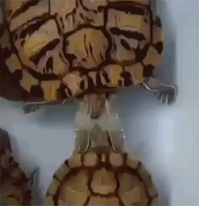 lil turtle massage GIF
