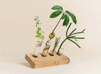Plants Tube GIF