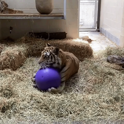 Rescued Tiger Can Finally Show Playful Side at Cal