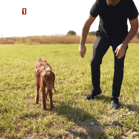 Come Lets Go GIF by TRT