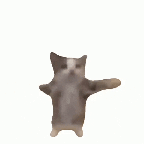 ameenasiddiqui cat happy cat jumping cat meme cat GIF