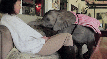 baby elephant GIF