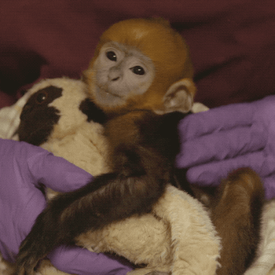 San Diego Baby GIF by San Diego Zoo Wildlife Alliance