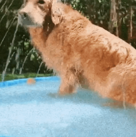 mamiparadise giphyupload GIF