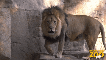 Hey You No GIF by Brookfield Zoo