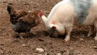 Why Did the Chicken Cross the Road? To Help This Pig Dig for Lunch