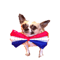 dogs chihuahua STICKER by imoji