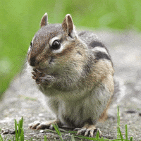 Vibes Plotting GIF by U.S. Fish and Wildlife Service