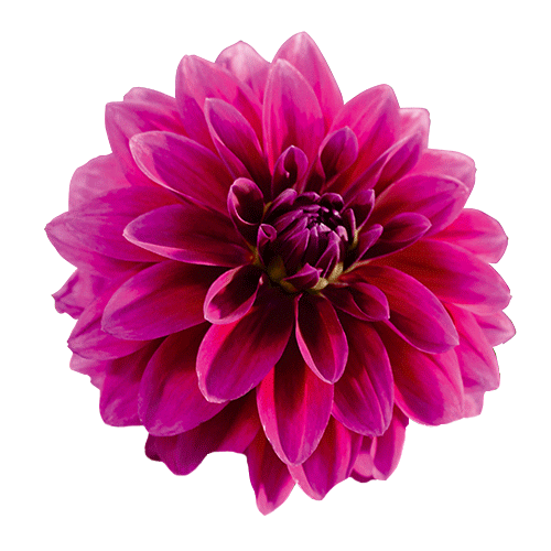 GardellyHolland giphyupload summer flower rose Sticker