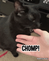 mannycat bite black cat chomp cat bite GIF
