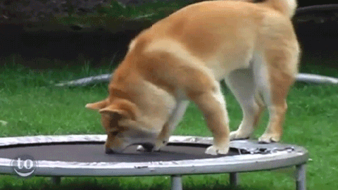 trampoline GIF