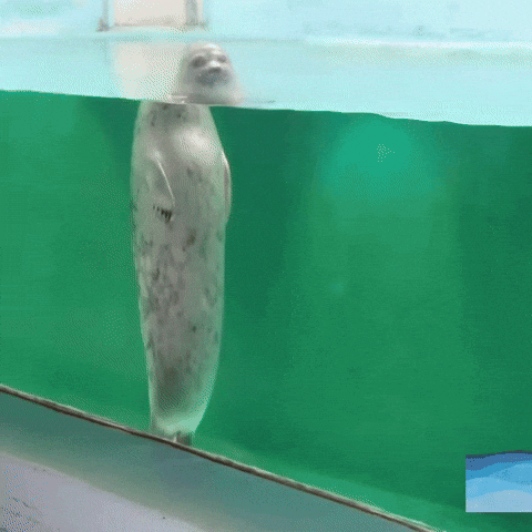 Seal Nod GIF by PT Media