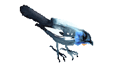 New Zealand Bird Sticker by Re:wild
