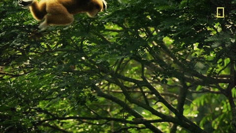 leaping nat geo GIF by National Geographic Channel