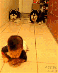 kind imitation GIF