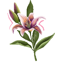 Lirio Sticker by Jenn Arregocés