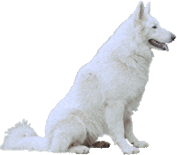 Dog Sticker by Sony Music France