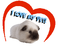 Guinea Pig Love Sticker