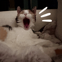 Tired Calico Cat GIF