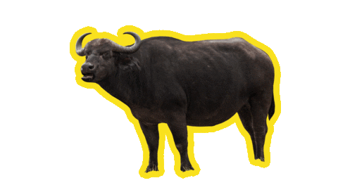 Waterbuffel Sticker by Rijkswaterstaat