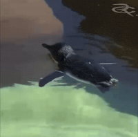 Tired Baby Penguin GIF by Respective