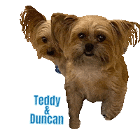 Dog Brothers Sticker