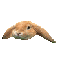 rabbit STICKER by imoji