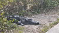 Man Has a Close Up Encounter with an Alligator