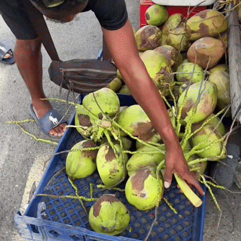 Coconut Water Coco GIF