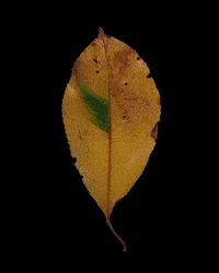 Stop Motion Animation GIF by brittany bartley