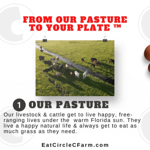 Food Pasture GIF by Circle C Farms