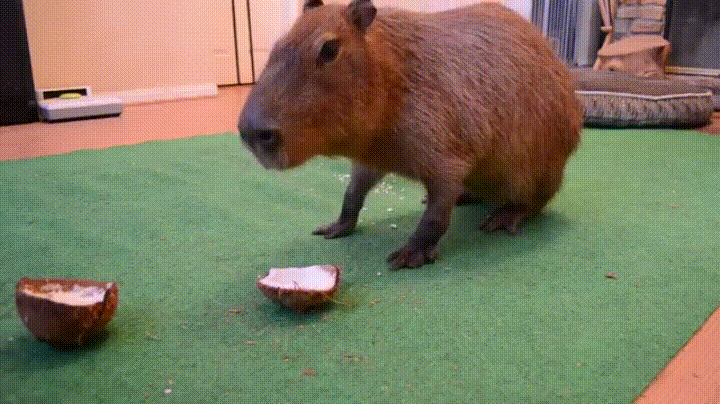 Coconut Chewing GIF