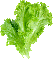 Burger Sticker by Lidl Slovenija