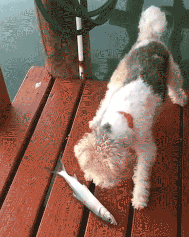 dogs something GIF