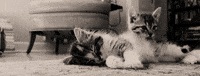 cat GIF