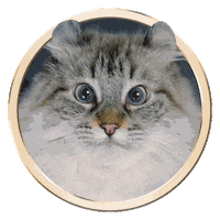 Licking Cat Food Sticker by Sheba Official