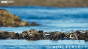 happy blue planet GIF by BBC Earth