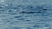 bbc one sea GIF by BBC