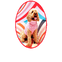 Dogs Cockapoo Sticker by Milagency