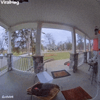 Squirrel Rings Doorbell