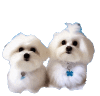 Merry Christmas Dog Sticker by HammyandBrody