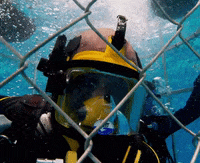 Discovery GIF by Shark Week
