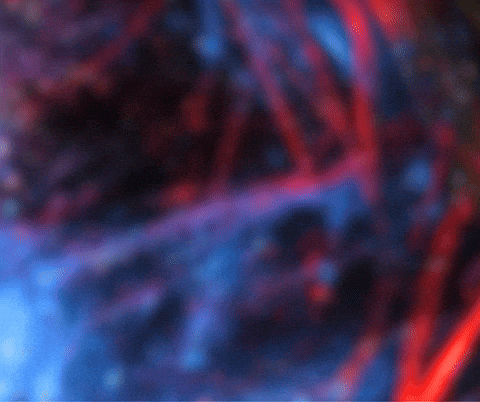 United States Usa GIF