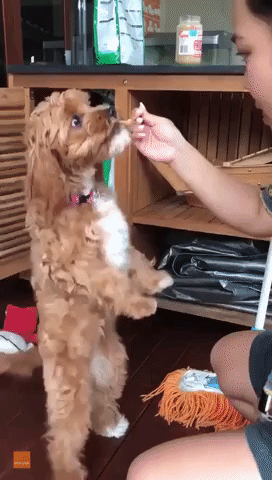 This Dog Will Do Anything to Get Peanut Butter