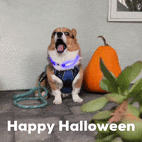 Dog Happy Halloween GIF
