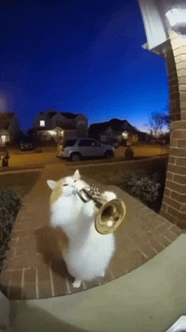 Cat Ai GIF